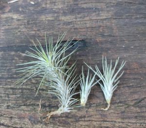 Tillandsia Funkiana Silver Combo Set/ Air plant / 空气草/ 空气凤梨- 狐狸尾巴