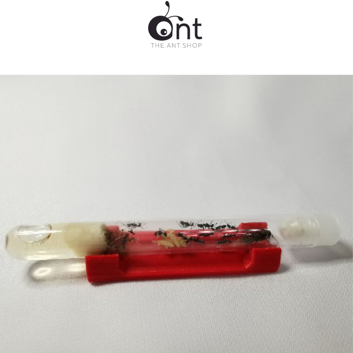 The Ant Shop Test Tube Holder 1216mm Test Tube Ant Farm Ant