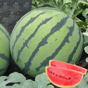 น้ำแข็งคิรินเมล็ดฟักทองเมล็ดฟักทองฤดูใบไม้ผลิฤดูใบไม้ผลิฤดูใบไม้ผลิลูกอมหวานแตงโม corerl