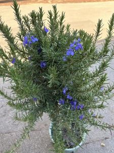 Chậu cây HƯƠNG THẢO TREE SIÊU ĐẸP NHƯ ẢNH