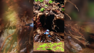 Phụ kiện nhỏ trang trí thợ lặn nổi màu tay thợ lặn dễ thương phù hợp với mọi loại bể cá