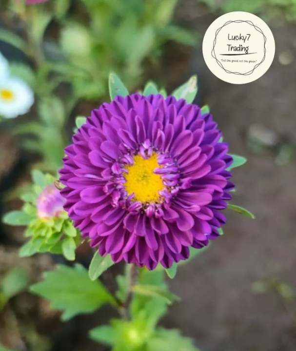 Aster live plant ( Purple Flower ) With FREE Plastic Pot (STRICTLY