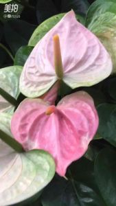 Tk plants real live plants pokok hidup anthurium pokok keladi indoor plants decor