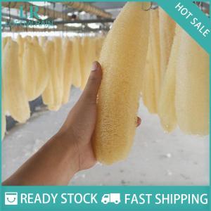 LF Wholesale✨Flash Sale ✨ ใยบวบใยบวบธรรมชาติ1ชิ้นแปรงขัดหม้อฟองน้ำ20-25ซม.