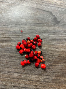 Hạt giống sâm Ngọc Linh ( hạt đỏ tươi đã già)