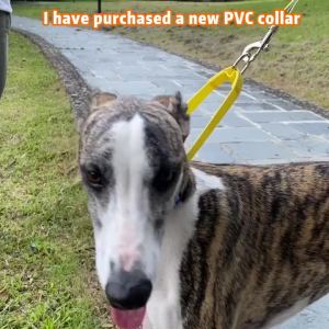 New PVC Waterproof Dog Collar For Large Medium Small DogsTraining Walking German Shepherd Malinois Collar For Breeds Dogs