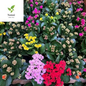 Kalanchoe blossfeldiana 5-6 inch pot  ht-200-300mm ( no choosing of colour) random flower colour of red/yellow/ pink.