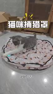 2026 Interactive Cat Toys Ball Cover Set Fast Rolling in Pouch Hide and Seek Kitten Toy Motion Activated Interactive Cat Toy Indoor