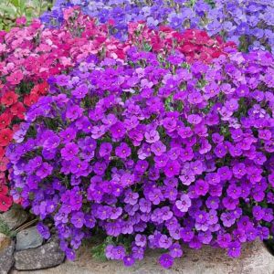 Gói 100 Hạt giống hoa leo đá -chịu nhiệt tốt - mix nhiều màu sắc