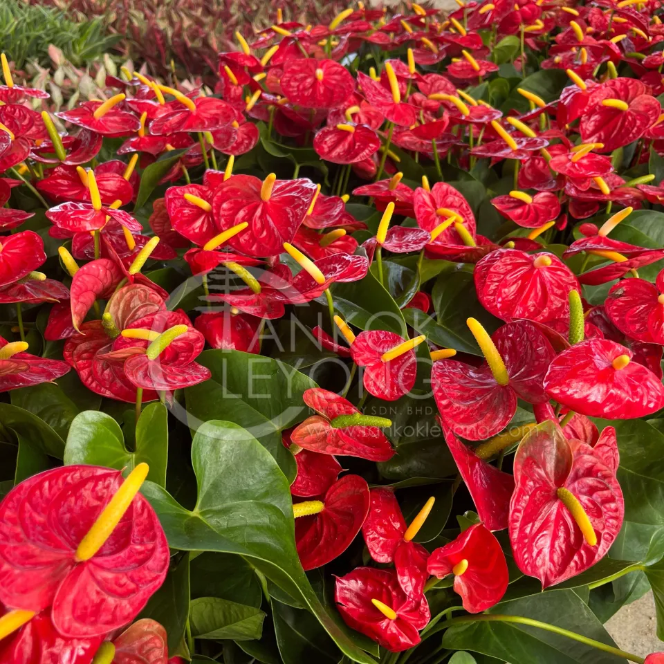 anthurium long Anthurium Eterna (Long Papillilaminum X Dark Phoenix) (Small Size) –  oramicin main image 1
