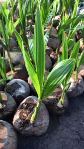 ต้นมะพร้าวน้ําหอม บ้านเเพ้ว พันธุ์เตี้ย (แพ็ค 3ต้น | ลูกล่ะ120บาท )