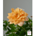 กุหลาบ สีน้ำผึ้ง โกลเด้นท์ บุดด้า Golden Buddha Rose(อเมริกา). 