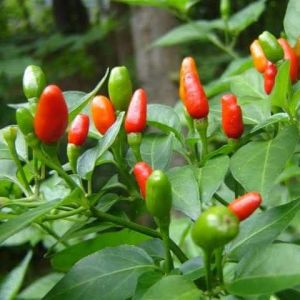 Siling Labuyo Seeds (Wild Variety) - Heat & Pest Tolerant High Germination Fresh Seeds Philippines