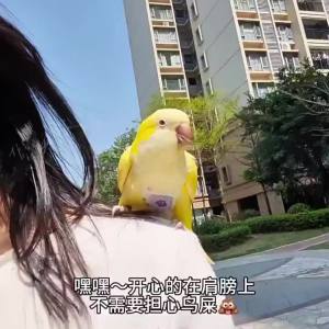 Bird Parrot Harness and Leash Set Adjustable Flight Vest Diaper Anti-Loss Walking Harness for Parakeets Cockatiels Budgies