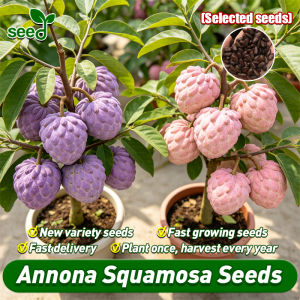 [Selected Seeds] 100% Fresh 30pcs Annona squamosa Custard Apple Tree Seeds for Planting Bonsai Tree Live Plant Fruit Seedlings Dwarf Sugar Apple Fruit Bearing Trees in Pots Taiwan Custard Apple Plant Seeds for Garden Indoor Potted Sugar Apple Fruit Seeds