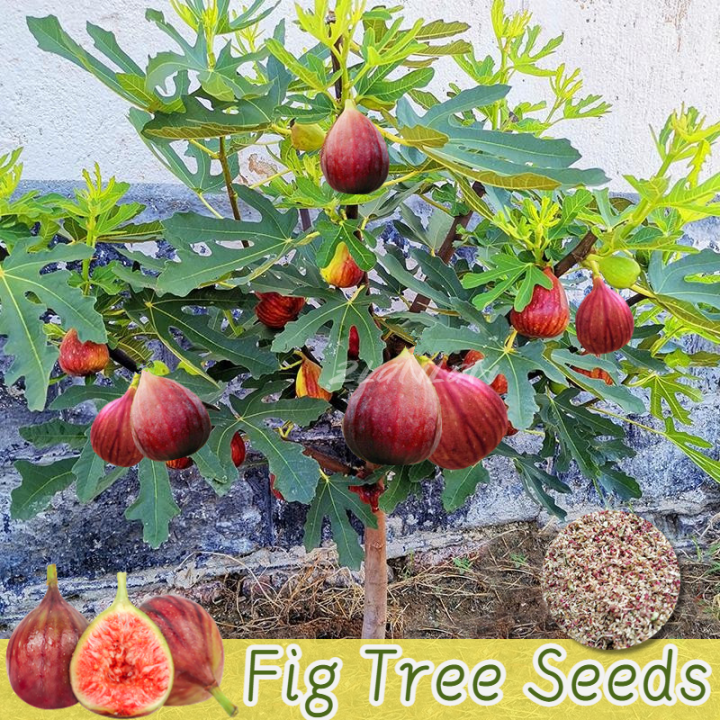 [Easy To Grow In Malaysia] 300pcs Fig Seeds for Sale - Fruit Seeds for ...