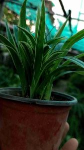 SPIDER LIVE PLANT: Easy Indoor Plant Care
