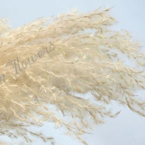 (JUMBO) Naturally Dried Fluffy Pampas Grass 140cm (PLEASE READ BEFORE BUYING) Decoration Flower Arrangement Aplant383