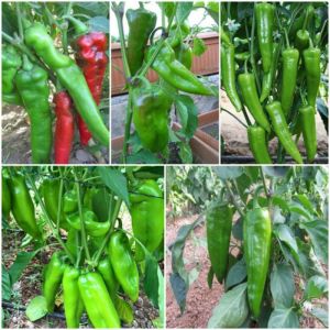 Hạt giống ớt sừng bò mix màu F1-gói 30 hạt-tỉ lệ nãy mầm cao