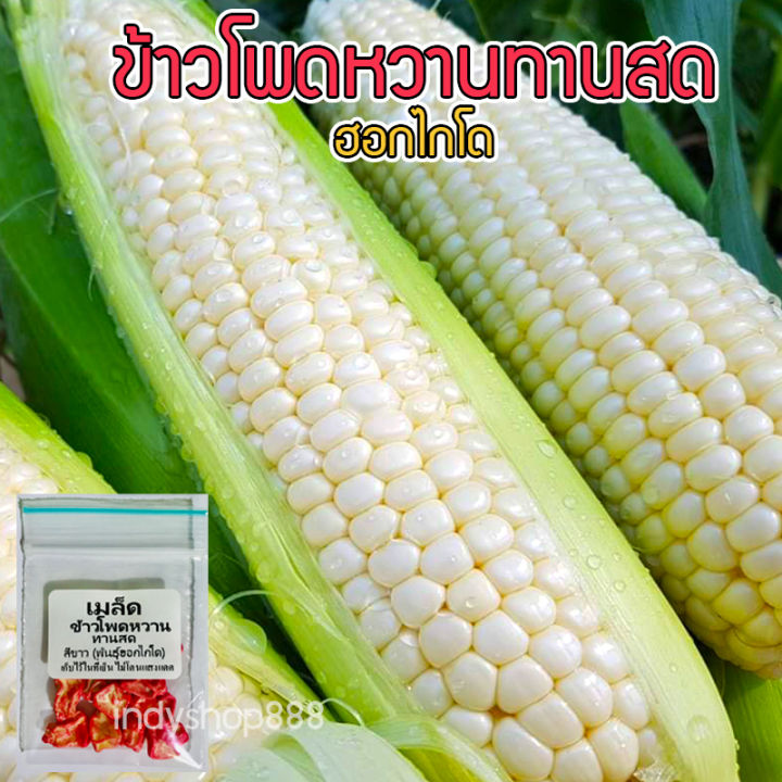 เมล็ดพันธุ์ข้าวโพดหวานฮอกไกโด ข้าวโพดนมสด ทานดิบได้