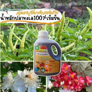 น้ำหมักปลาทะเล100% สูตร 2 เร่งดอก เร่งการเจริญเติบโต