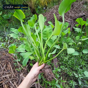 Cây kèo nèo giống THỦY SINH - Tai tượng giống - Nê thảo giống (cây cao 25-40cm như hình)