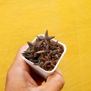 ต้นไม้อวบน้ำ กุหลาบหิน ลีโนไฟลัม เท็กซานัม lenophyllum texanum #succulent #lenophyllum