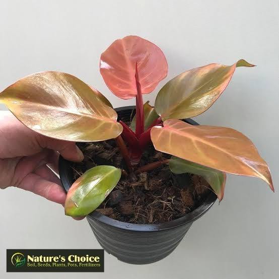 Philodendron Cherry Red (Last 3 Stocks Available) with FREE garden soil,  plastic pot and marble chip pebbles | Lazada PH