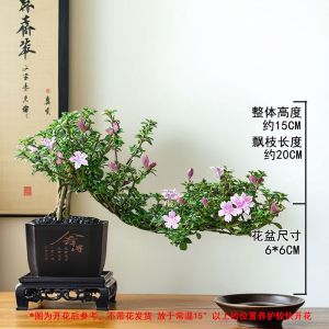 悬崖飘枝红花金边六月雪禅意茶桌盆栽办公室内绿植四季花卉盆景苗