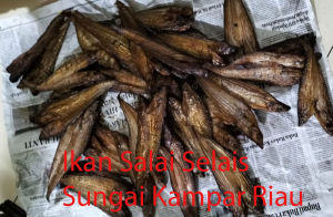 Ikan Salai Selais Asli Dari Sungai Kampar Riau
