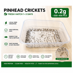 Live Pinhead Crickets Fresh High Protein Feed for Small Fish Bird Reptiles Locally Farmed in Singapore Same / Next Day Delivery