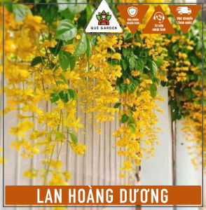 Cây Lan Hoàng Dương (Size nhỏ) - Chậu đen nhỏ - Hoa vàng rực rõ!