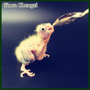 Ginca 5PC ทารกนกแหลมให้อาหารช้อนสแตนเลสนมยานกแก้ว Feeder