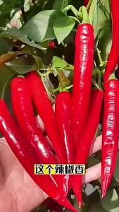 ความงามที่ไม่มีใครเทียบ พริกแดงแหลมยาว พริกชิลลี่เผ็ดพิเศษ ผักในกระถางสี่ฤดู