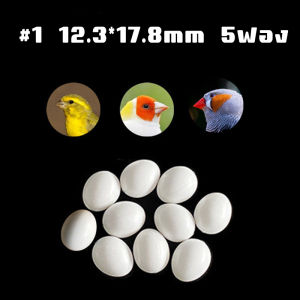 Youngke ไข่ปลอมนก ไข่เทียมนก ไข่ปลอมพลาสติกสีขาว ไข่เทียม ไข่ปลอม ใช้สำหรับนกฟอพัส หงหยกษ์ เลิฟเบิร์ด คอกคาเทล กรีนชีค ซันคอนัวร์