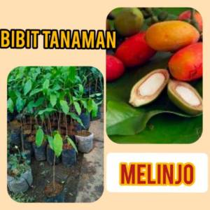 BIBIT MELINJO | Cepat Berbuah | BIBIT OKULASI / SAMBUNG PUCUK