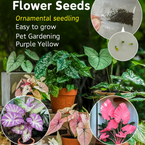 Colorful Leaf Taro Gardening  for Garden Enthusiasts and Beginners  Multi-Color Options  Ornamental Variety