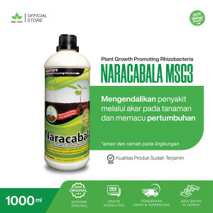 Pupuk PGPR NARACABALA untuk Meningkatkan sistem perakaran dan kesuburan tanah
