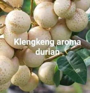 Bibit Buah Kelengkeng Aroma Durian OKULASI Unggul