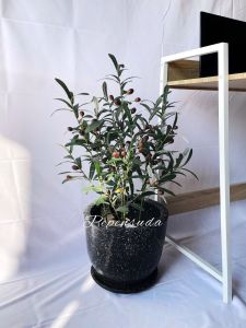 ((สินค้าใหม่))ต้นมะกอกดำปลอม สูง 90 ซม พร้อมกระถางต้นไม้ตกแต่งบ้าน ต้นไม้ปลอมตกแต่งห้องนอน ต้นไม้แนะนำ