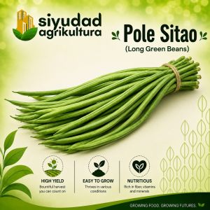 Repacked Premium Pole Sitao Seeds | High-Quality String Beans Vegetable Seeds for Home Garden Backyard Urban Gardening Container Planting Vegetable Garden & Farming