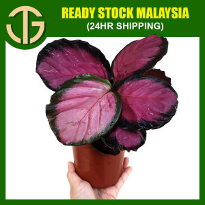 【FAST SHIPPING】 Calathea Roseopicta (Purple)  Plant Live -  Indoor Plant
