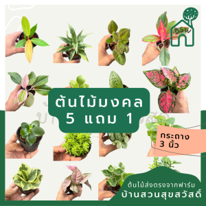 (5 ฟรี 1) ต้นไม้มงคล ไม้ฟอกอากาศ ต้นใหญ่ รากแน่น ต้นไม้เสริมดวง ต้นไม้มงคลสวยๆ