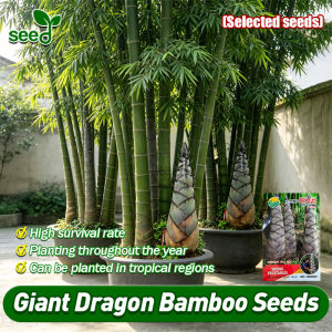 [Selected Seeds] 50pcs/pack Giant Dragon Bamboo Seeds Edible Bamboo Shoots Fast Growing Four Seasons Evergreen Bamboo Seedlings Bamboo Flower Seeds for Planting Dendrocalamus Sinicus Plants Seeds Bamboo Tree Plant Garden Decor Bonsai Tree Live Plants