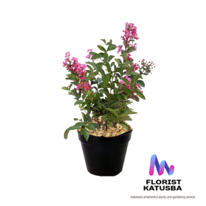 tanaman hias bunga sakura tanaman outdour