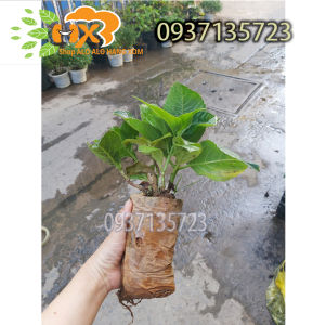 [HCM]combo 5 cây cẩm tú cầu cây giống