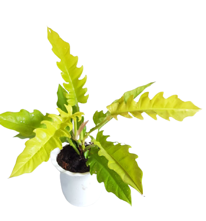 Philodendron Golden Serratum Plant (1 Pc), Plus FREE 1 pc. Philodendron or  Pothos cutting randomly picked by Seller (Seller Code: 1-2 L&R) | Lazada PH