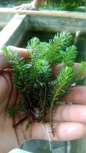 Rotala Sp Vietnam: Tanaman Aquascape 15 Batang