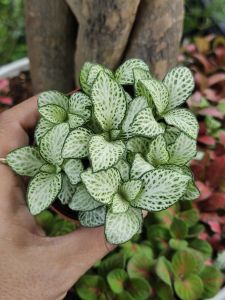 Cây cẩm nhung Fittonia lá may mắn có nhiều màu chọn lựa thích hợp trồng để bàn nhỏ xinh siêu cute