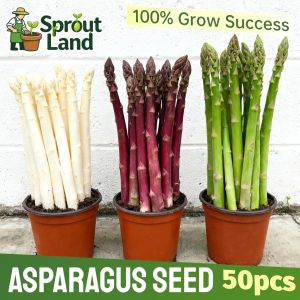 [Beginners Easy Grow] Fresh Organic Asparagus Seeds for Plating Vegetable Plants (50 Seed Mixed Green Purple White) High Yield Heirloom Asparagus Vegetable Seeds for Gardening Potted Asparagus Live Plant Asparagus Seedling F1 Asparagus Bonsai Veggie Seed